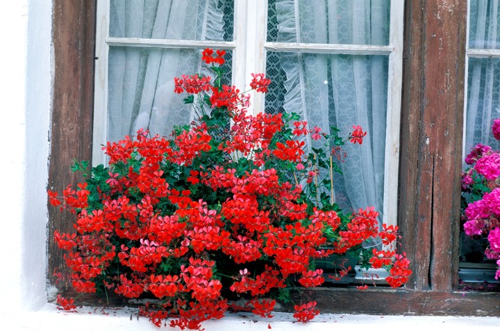 Nova zahrada - muskaty